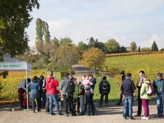 Photo de la Marche Gourmande de Sigolsheim N° 1